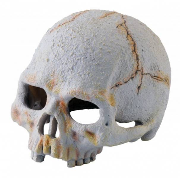 Exo Terra Primate Skull